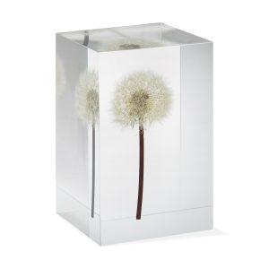 Dandelion Objet d'Art