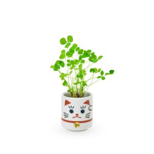 Lucky Mini Planter Kit - Cat / Clover