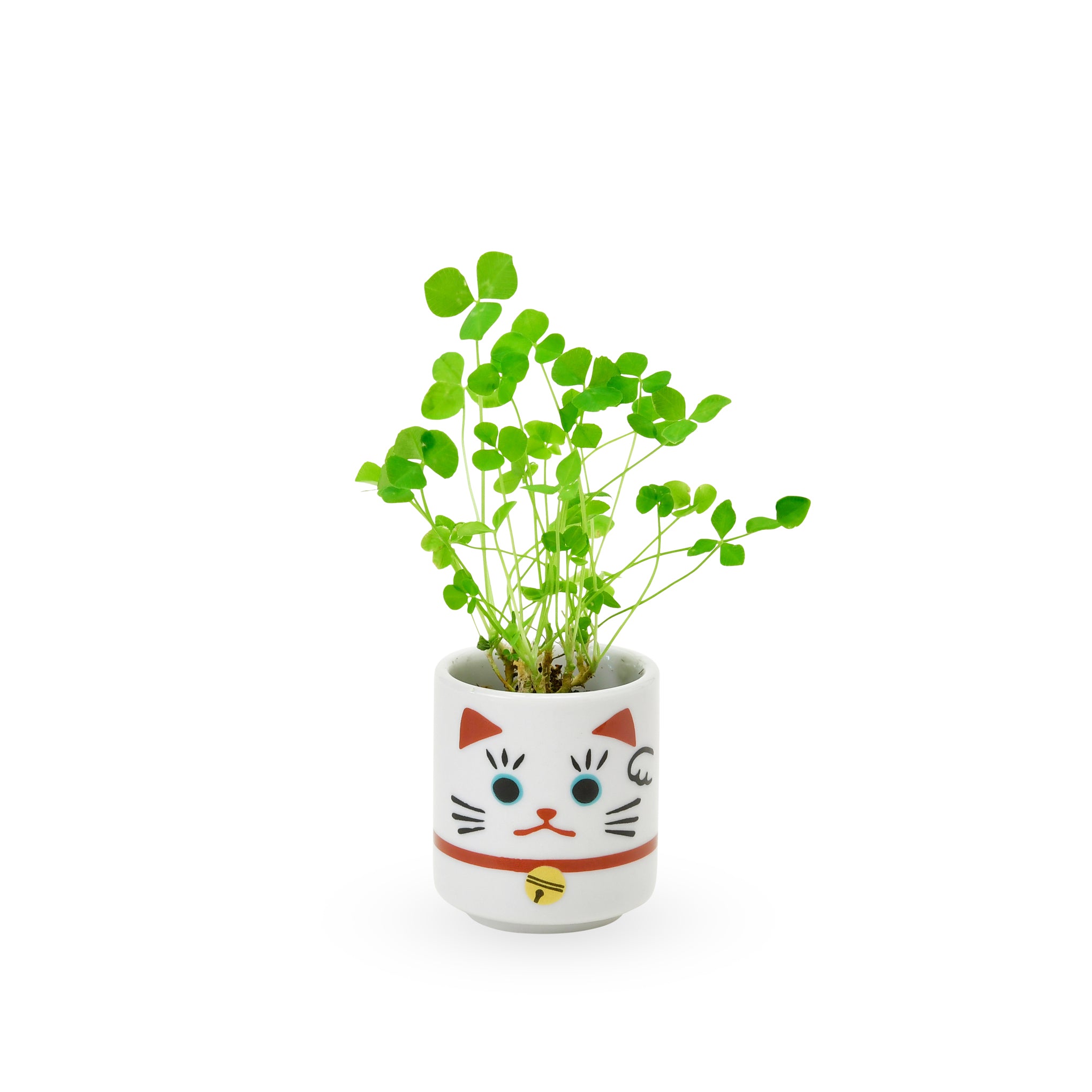 Lucky Mini Planter Kit - Cat / Clover