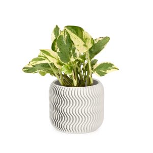 Wavy Pine 3D-Printed Planter - White