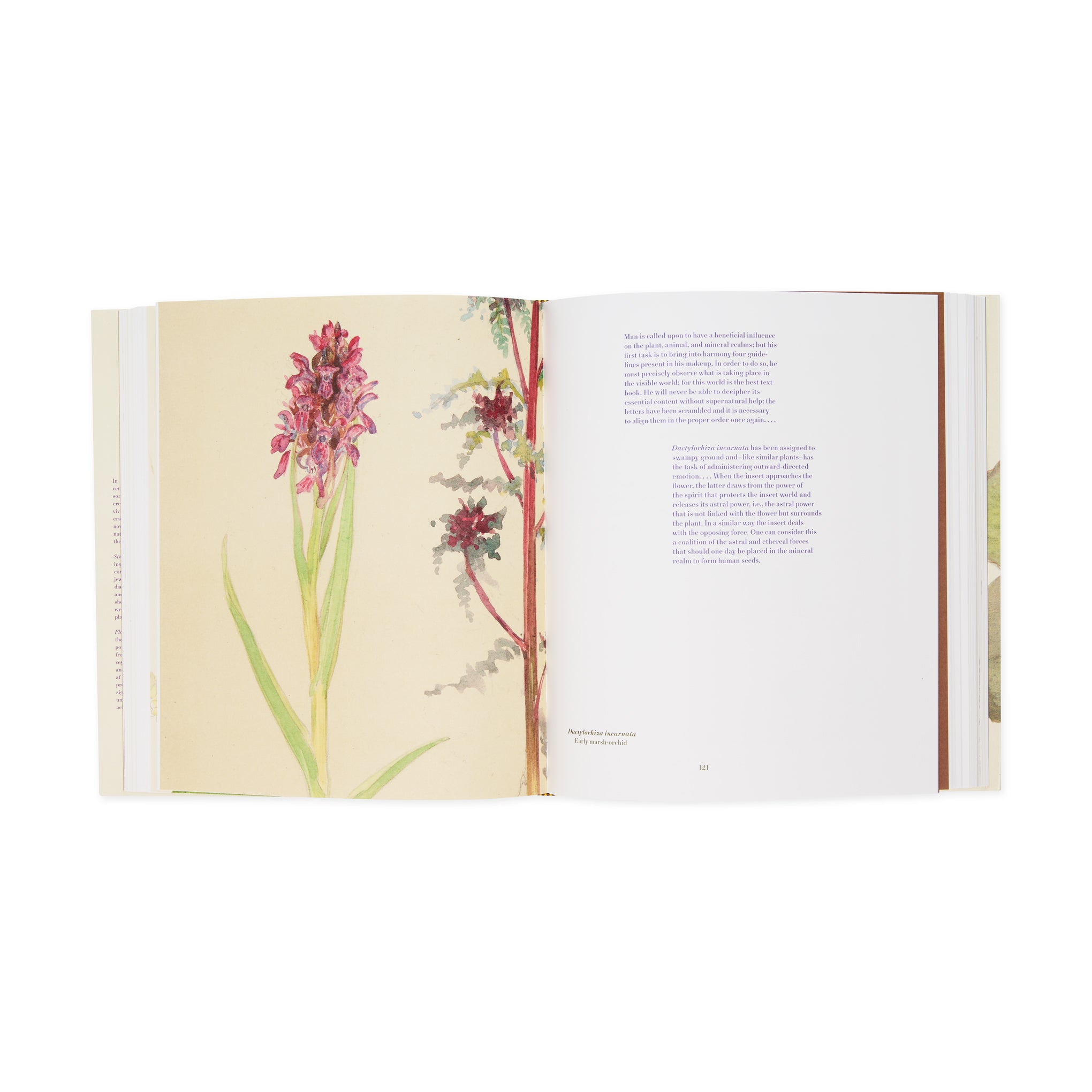 Hilma af Klint: What Stands Behind the Flowers ?C Hardcover - Image 5