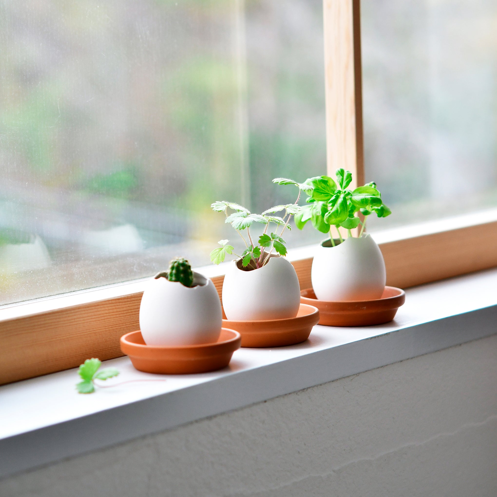 Eggling Crack & Grow Planter Kit - Cactus - Image 5