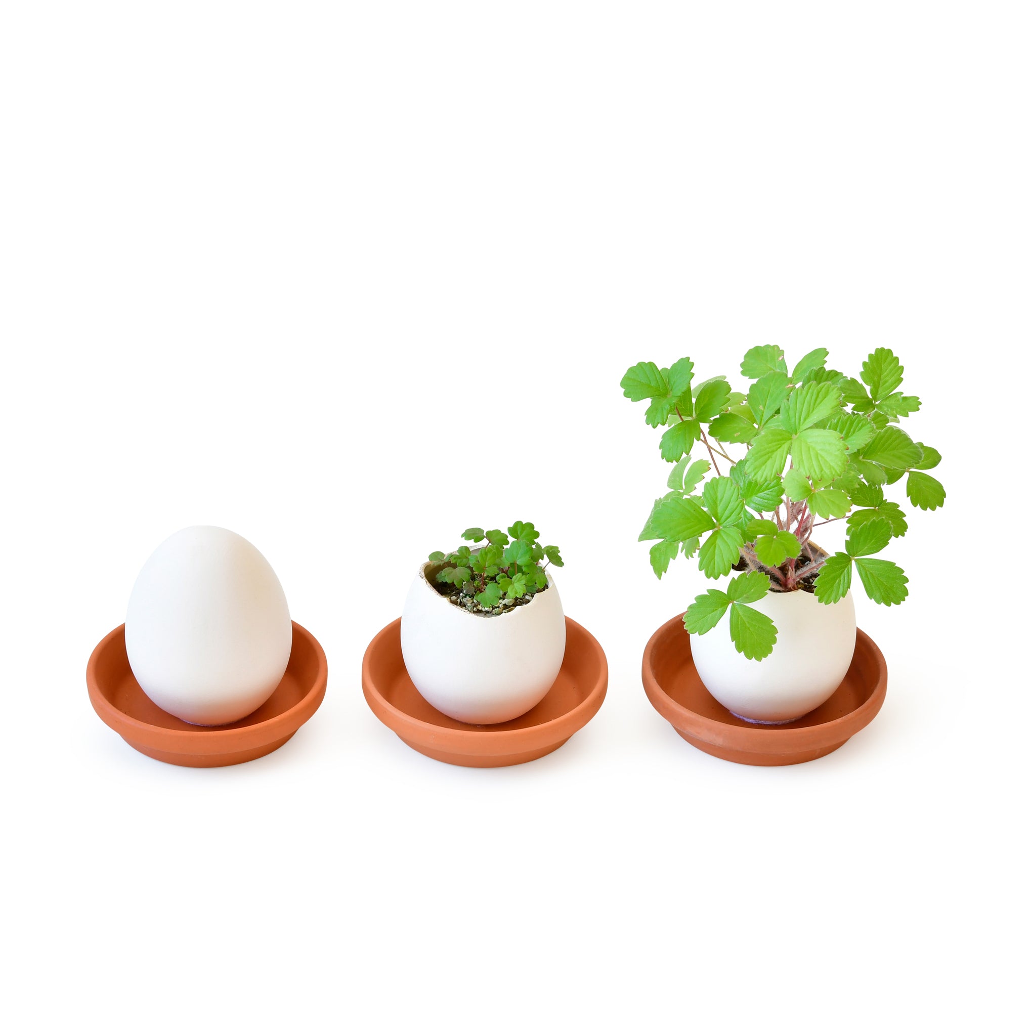 Eggling Crack & Grow Planter Kit - Strawberry - Image 3
