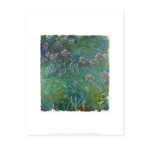 Monet: Agapanthus Print