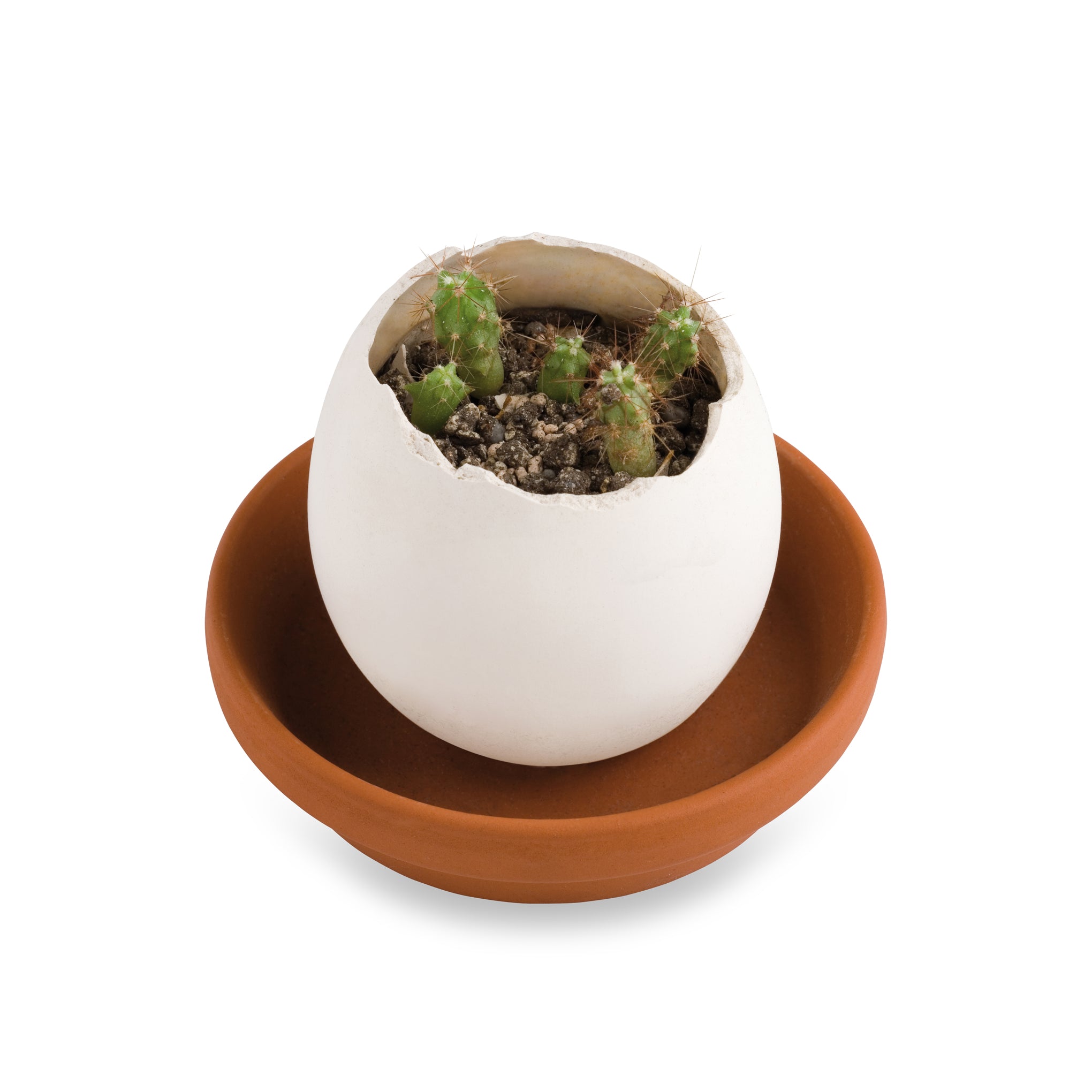 Eggling Crack & Grow Planter Kit - Cactus - Image 3
