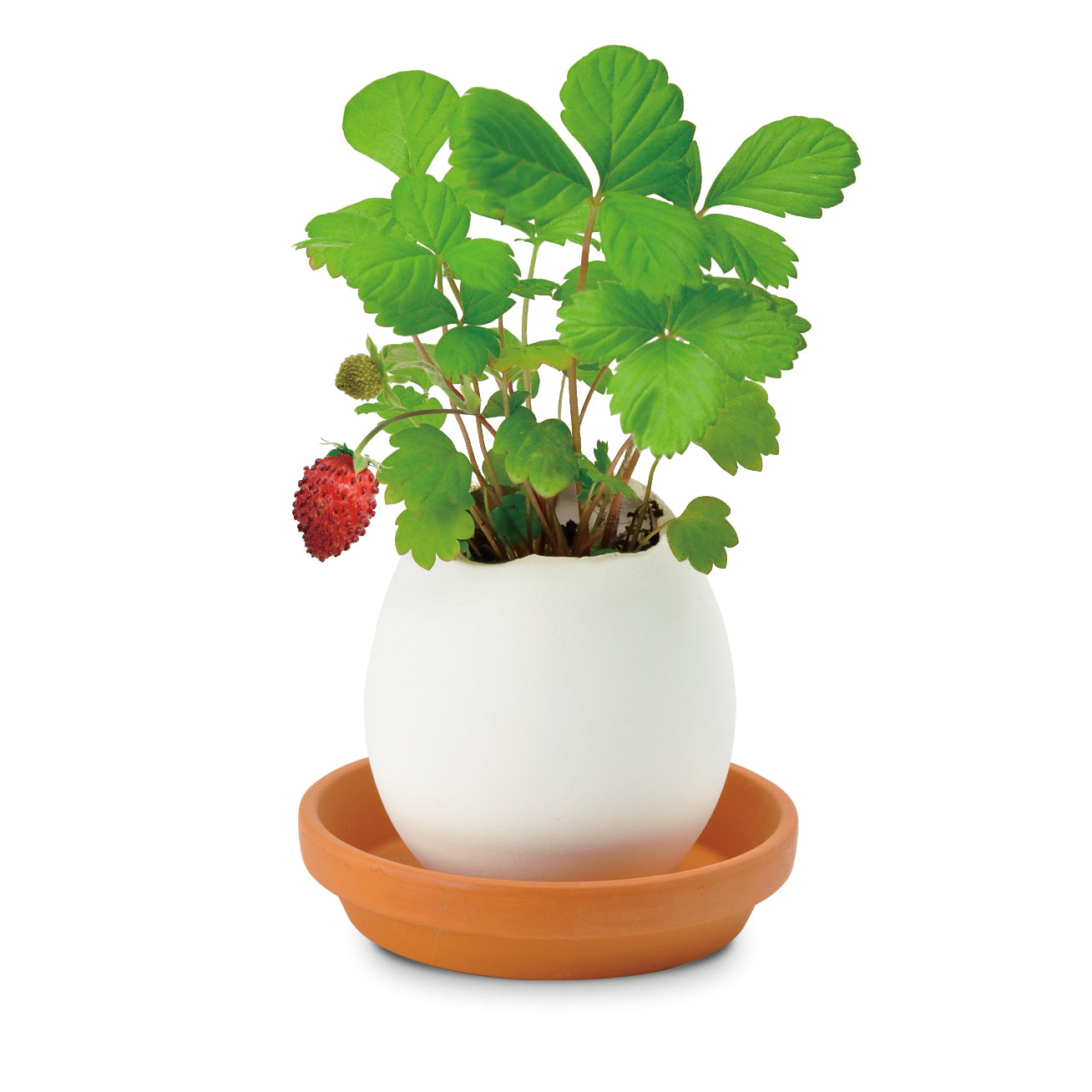 Eggling Crack & Grow Planter Kit - Strawberry